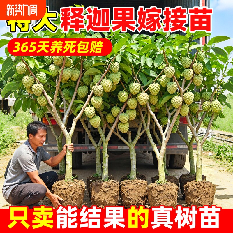 释迦果苗树特大号凤梨嫁接果树大果榴莲庭院南方盆栽地栽水果结果