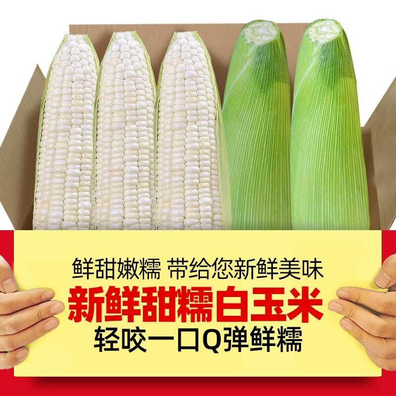 现摘新鲜糯玉米嫩黏亲爱的玉米棒子粒食黄白玉米生鲜水果香甜普通