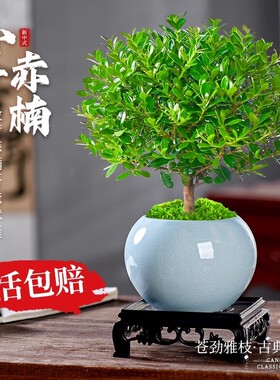 小叶赤楠盆景老桩植物办公室内绿植盆栽好养紫檀桌面花卉摆件客厅