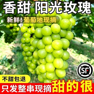 阳光玫瑰葡萄顺丰快递青提子新鲜水果晴香现摘绿色王速现货甜
