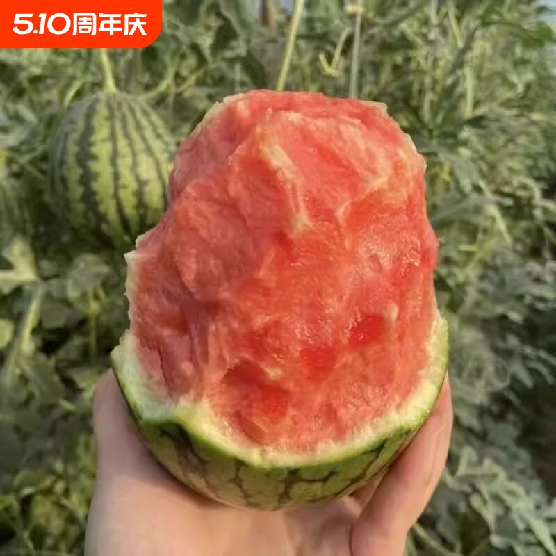 精选小糖丸西瓜手撕西瓜冰糖冰淇淋薄皮甜蜜多汁新鲜老农精选新鲜