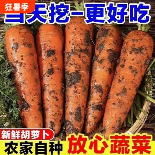 新鲜现挖河南胡萝卜生吃脆甜爽口