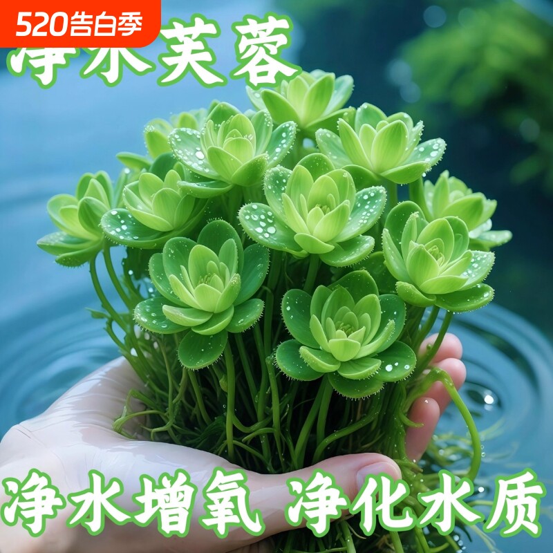 养鱼水草浮萍鱼缸造景专用水培植物水葫芦水芙蓉鱼池乌龟净化水质