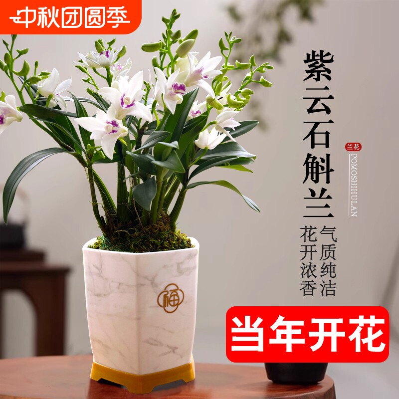石斛花苗兰基地紫云好养泼墨室内水培当年开花卉盆栽绿植带花香水图片