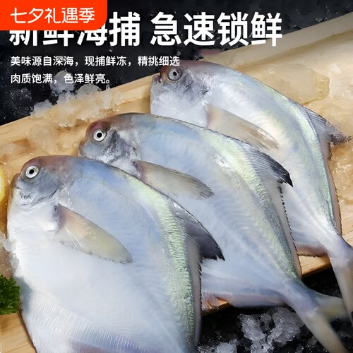 新鲜小银鲳鱼新鲜海鲜水产深海银鲳鱼昌鱼冷冻白鲳鱼平鱼鳊鱼包邮