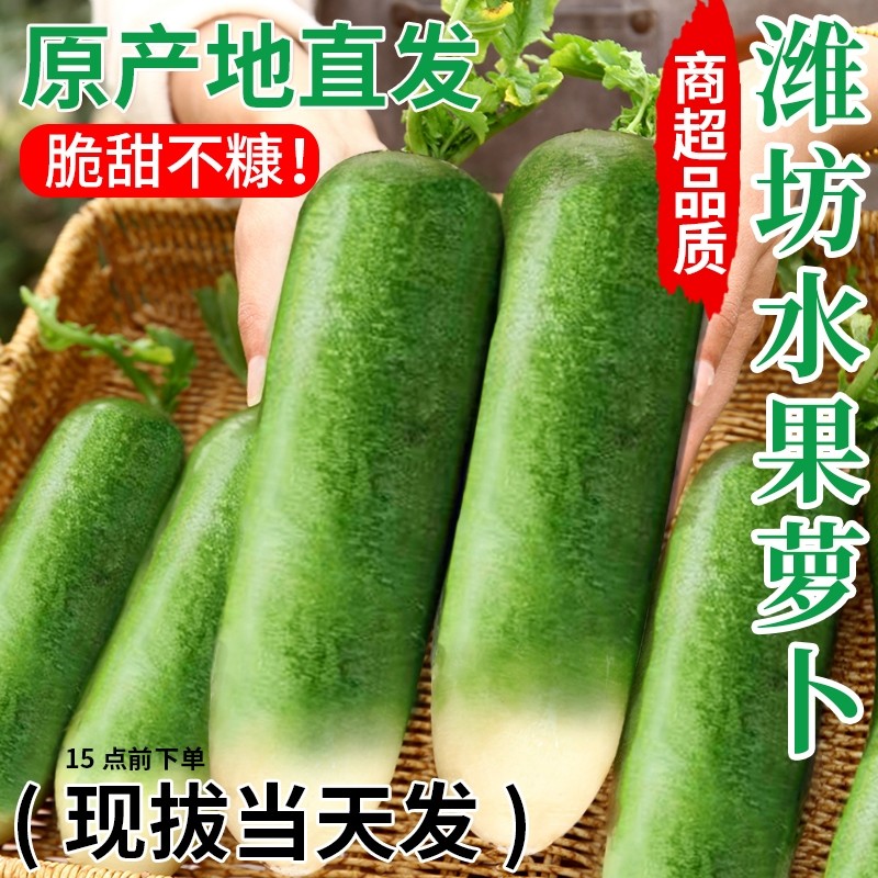 正宗潍坊水果萝卜新鲜生吃青脆甜大冰淇淋水果型胡白特产山东蔬菜