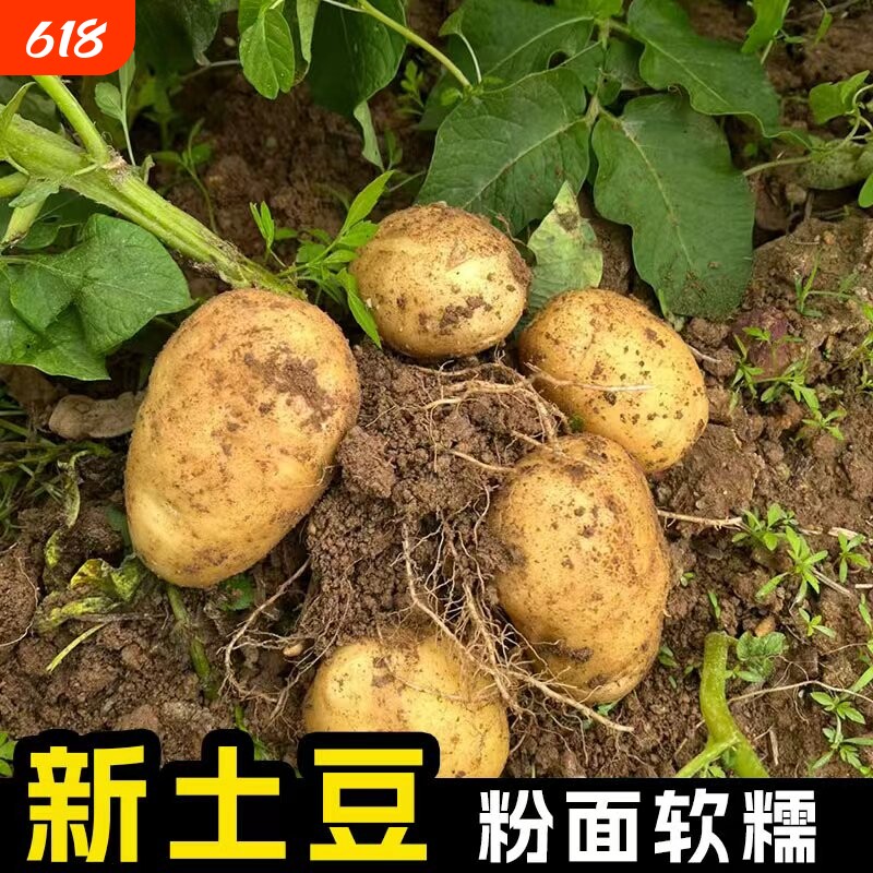 贵州土豆整箱新鲜高山洋芋9斤黄心士豆烧烤马铃薯蔬菜
