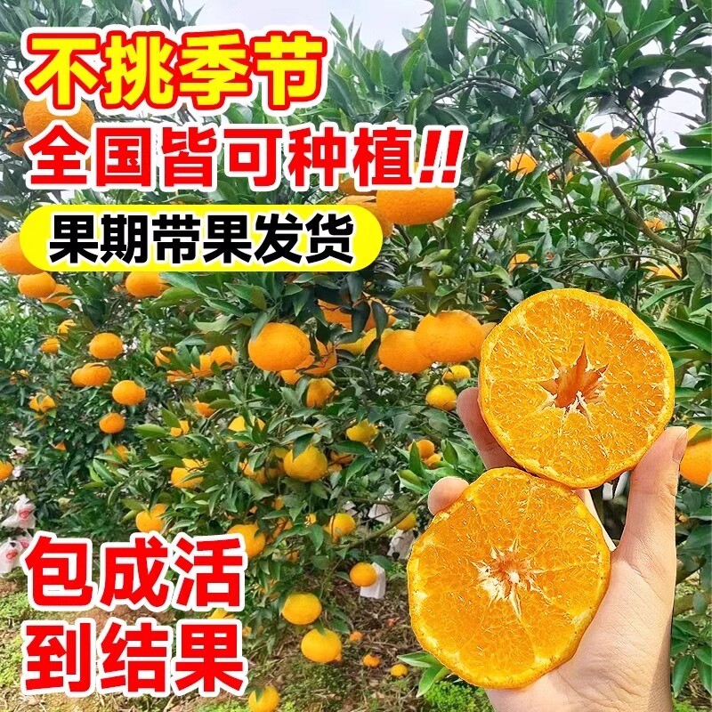 正宗四川春见耙耙柑树苗嫁接果树粑粑柑沃柑丑橘南北方种植水果苗