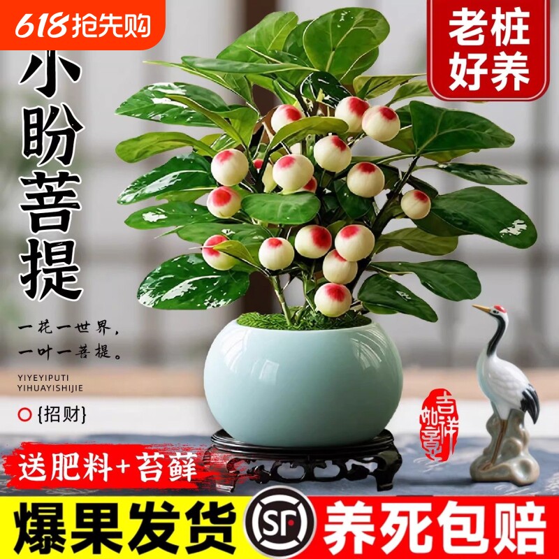 小盼菩提树盆栽带果老桩盆景办公室绿植客厅桌面植物室内禅意摆件