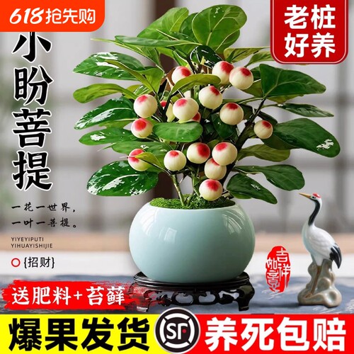 小盼菩提树盆栽带果老桩盆景办公室绿植客厅桌面植物室内禅意摆件