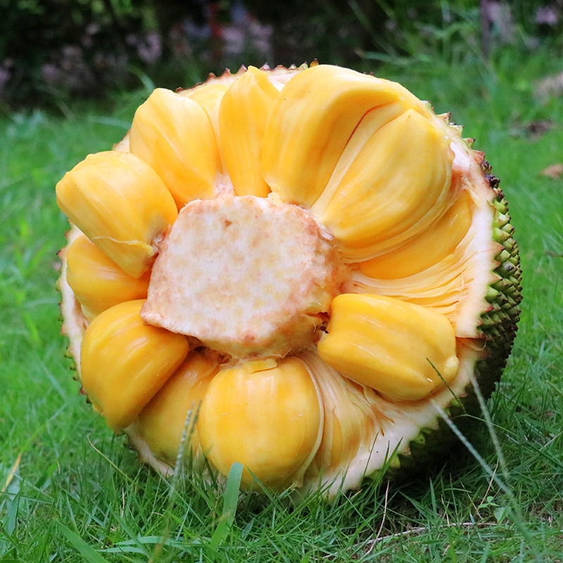 海南菠萝蜜干苞脆甜一整个当季新鲜水果包邮波罗蜜批发价13斤起