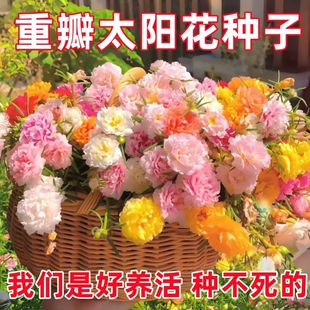 重瓣太阳花种子七彩多层四季 开花易种室内庭院耐寒抗晒耐贫瘠种子