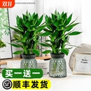 观音竹水培带花卉根绿植室内盆栽竹子富贵竹好养易活绿萝植物耐阴