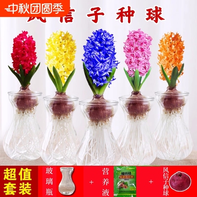 进口风信子种球盆栽冬季耐寒水培土培开花植物室内绿植花种洋水仙