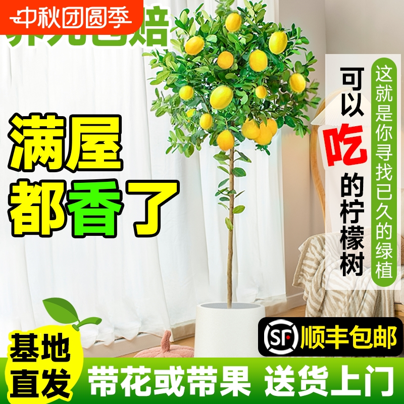 香水柠檬树盆栽带果四季可