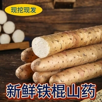 鐵棍山藥正宗新鮮生鐵桿懷山特產(chǎn)淮山藥小白嘴非溫縣壚土鐵棍山藥