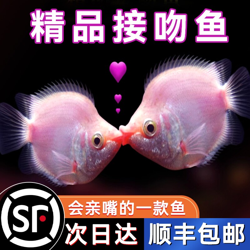 接吻鱼观赏鱼金鱼活鱼亲嘴鱼热带鱼好养耐活鱼苗淡水小型斑马孔雀