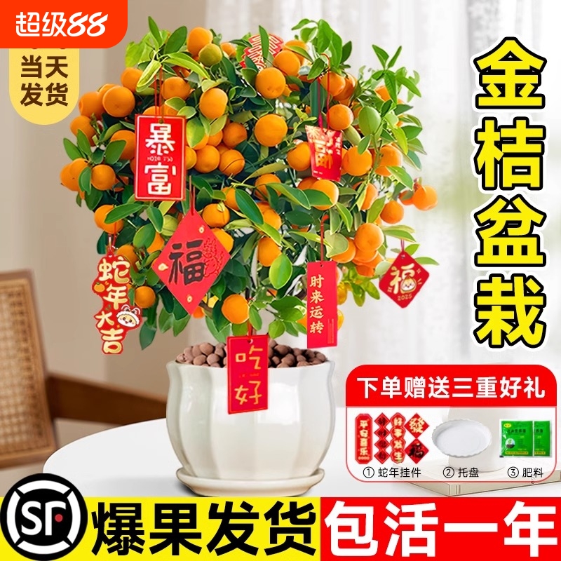 金桔树盆栽带果可食用室内四季脆皮橘子树苗客厅植物年桔绿植盆景