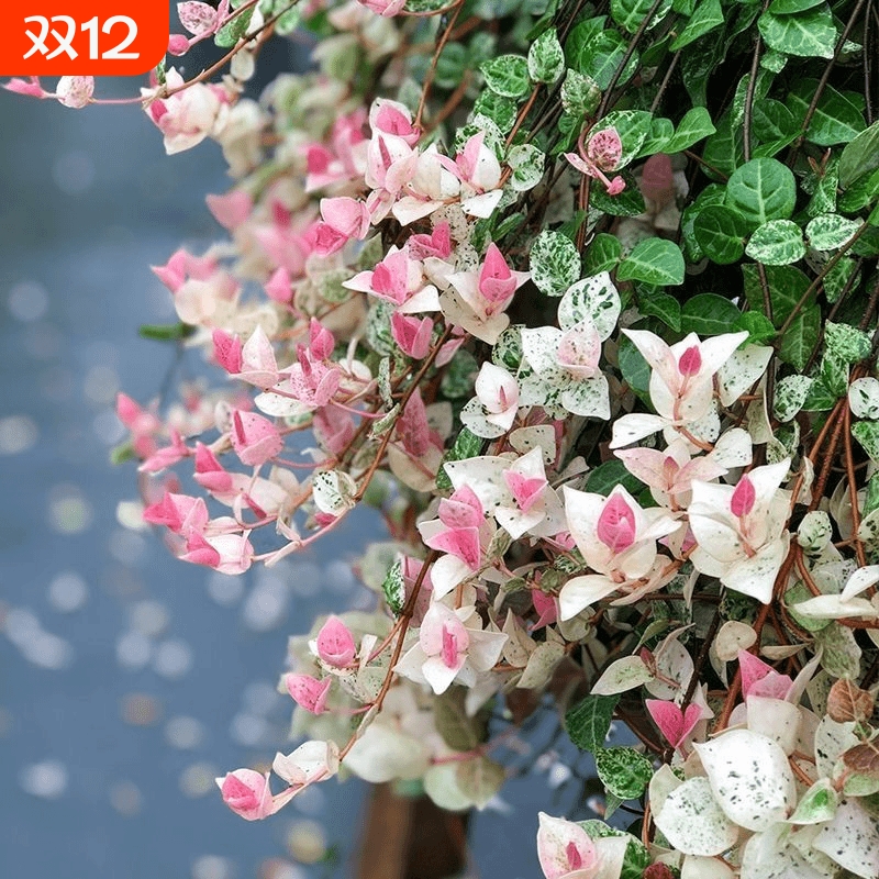 【花叶络石】五彩爬藤绿植办公室内桌面花卉盆栽植物好养耐热耐寒