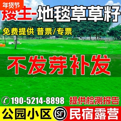 地毯草草籽四季常青免修剪耐践踏民宿露营公园小区草坪种籽