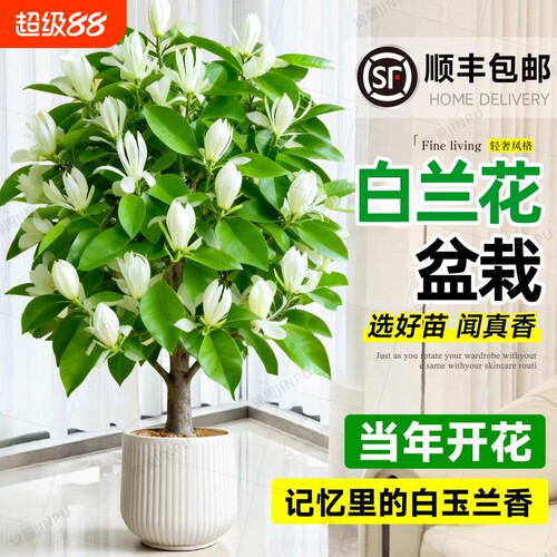 白兰花盆栽老桩玉兰花树苗黄角兰带花苞室内四季开花卉阳台白玉兰