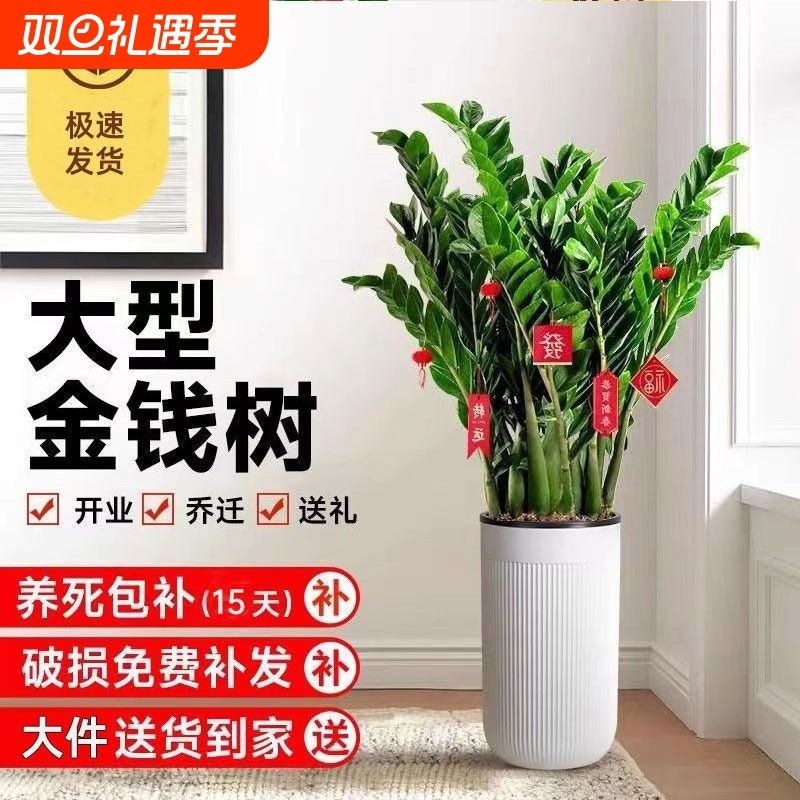 金钱树盆栽植物室内花卉大型客厅好养绿植大摇钱招财小发财树卧室