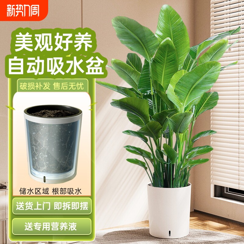 天堂鸟绿植室内大型好养吸水盆办公室花卉四季青大叶客厅植物盆栽