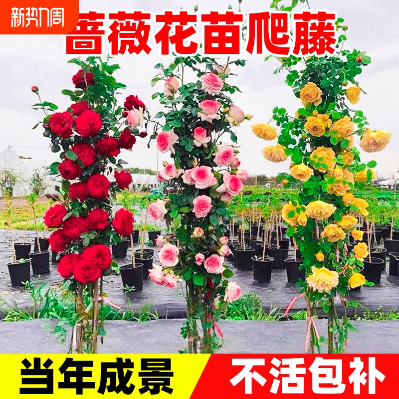 蔷薇花苗爬藤月季四季开花植物盆栽特大花卉玫瑰室外庭院爬墙月季
