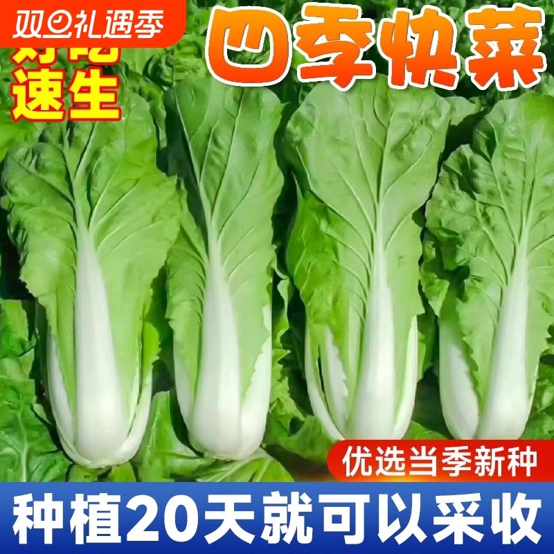 奶油快菜种子种籽紫小白菜四季耐寒速生阳台盆栽蔬菜种籽孑子大全