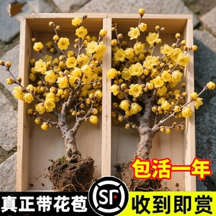 腊梅花树苗盆栽耐寒庭院老桩红梅花卉室外带花苞盆景花期冬季室内