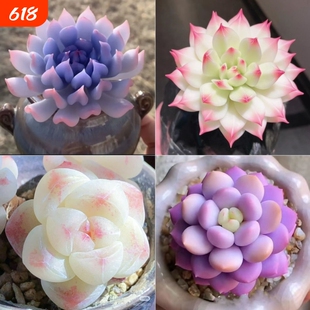 多肉特玉莲麦秆泡芙厚梦橙梦露盆栽室内办公室桌面好养仙子阳台