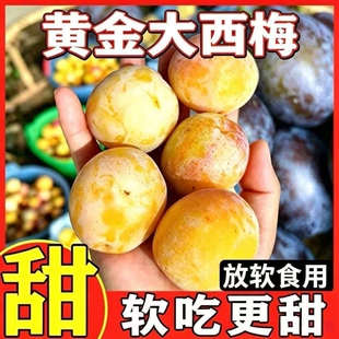 正宗黄金大西梅现货纯甜西梅新鲜李子应季当季孕妇水果顺丰国产