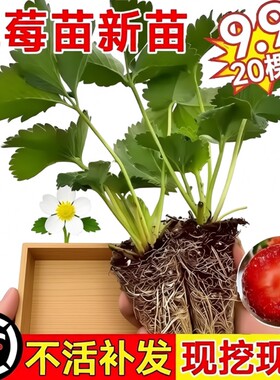 奶油草莓苗盆栽带花带果带土种籽子红颜四季结果阳台种植新苗苗秧