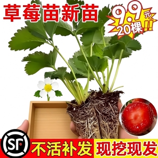 奶油草莓苗盆栽带花带果带土种籽子红颜四季结果阳台种植新苗苗秧