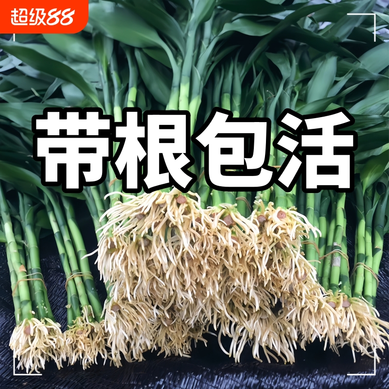 带根富贵竹水培植物水养水竹客厅室内绿萝招财树盆栽绿植花卉好养