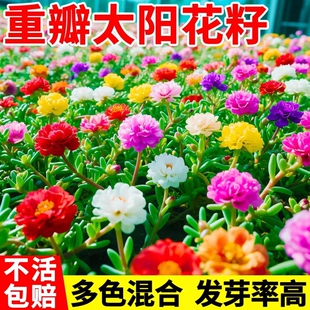 播种开花易活室内外花卉种子 重瓣太阳花种子花种籽子多色大花四季