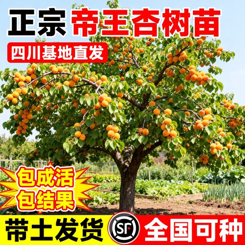 全网热销凯特甜杏树苗南北可种