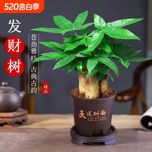发财树小盆栽客厅室内桌面绿植四季好养步步高三杆招财树盆景阳台