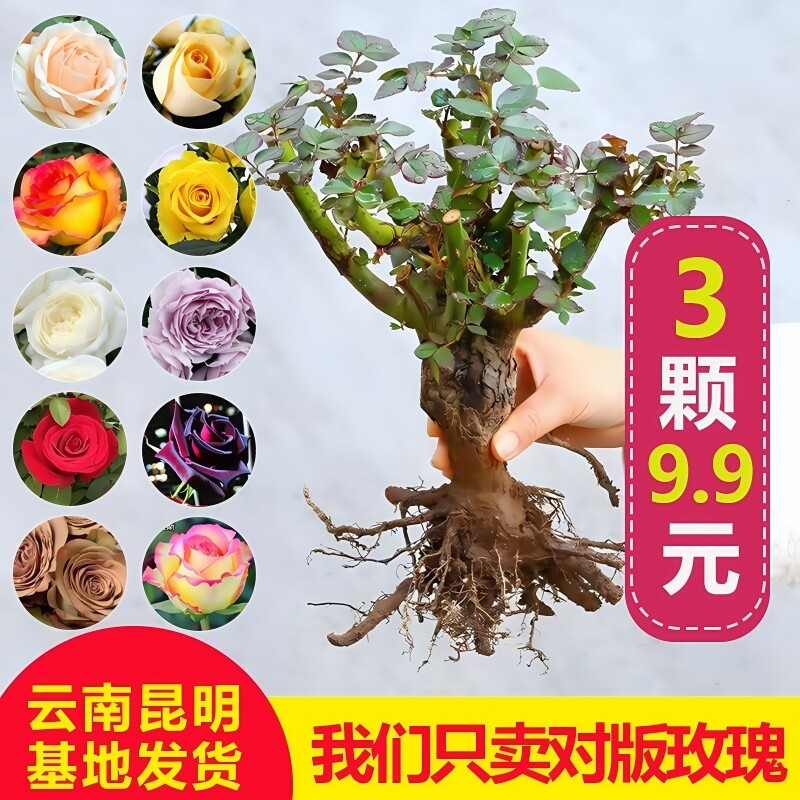玫瑰花树苗带花苞特大花卉绿植物盆栽室内庭院阳台月季蔷薇四季开图片