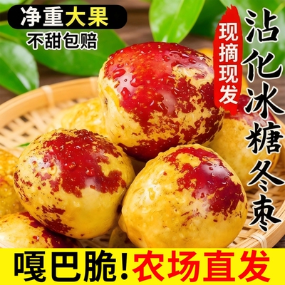 【5斤冬枣限购】脆甜多汁肉多核小