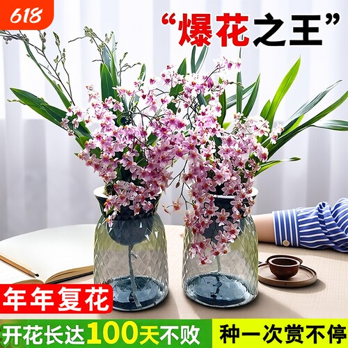 文心兰香水盆栽冬带花室内水培