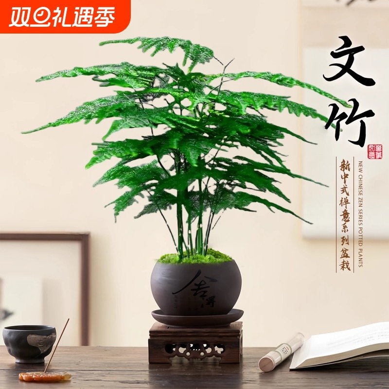 文竹创意舍得盆绿纱盆桌面小盆景办公室茶桌绿植盆栽中式禅意风