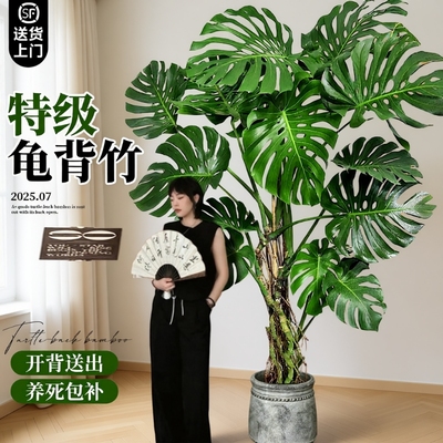 龟背竹客厅大盆栽老桩品种