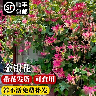 金银花树苗盆栽鸳鸯忍冬藤室内浓香花卉阳台庭院四季爬藤植物易活