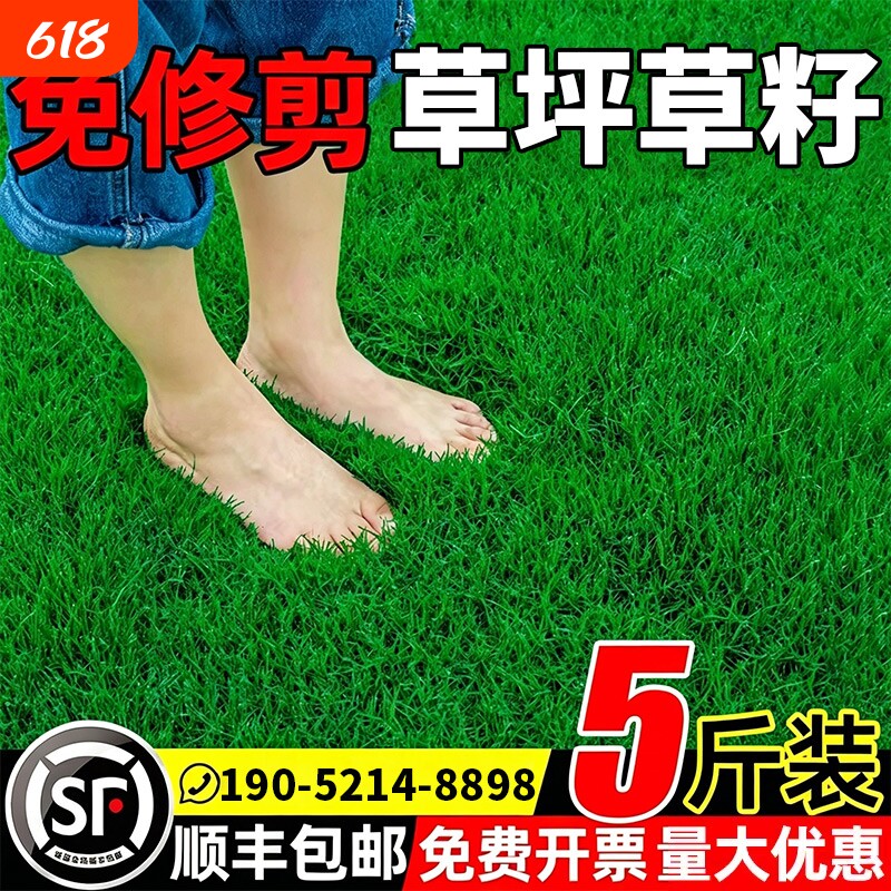 草坪草籽四季常青种子护坡固土耐践庭院绿化草种籽草花狗牙根种植