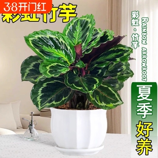 彩虹竹芋盆栽水培孔雀竹芋彩叶绿植花卉室内夏季好养净化空气植物
