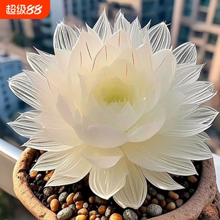 新品爆款白娘子白莲花玉露组合多肉新手植物盆栽好养室内水晶阳台