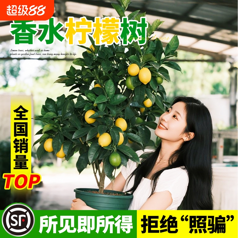 香水柠檬树室内好养可食用