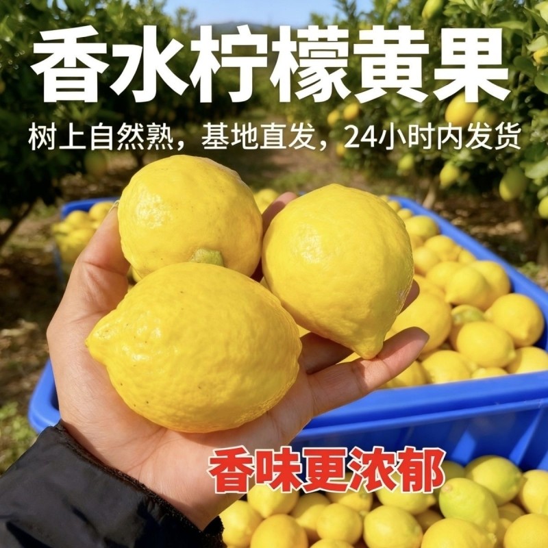 广东黄香水柠檬新鲜当季水果暴打柠檬茶黄柠檬奶茶店专用无籽现摘