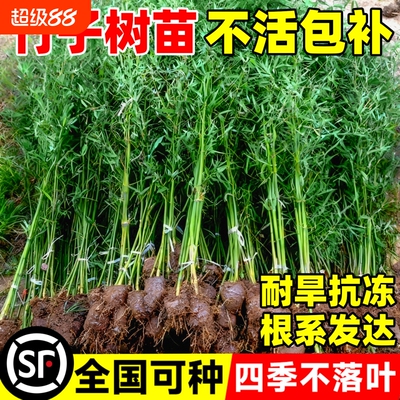 竹子苗四季常青庭院室外院墙植物青竹黄金竹北方盆栽风景竹子树苗